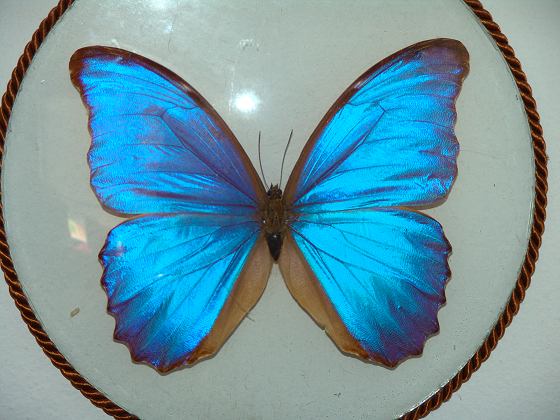 Blauer Morphofalter 