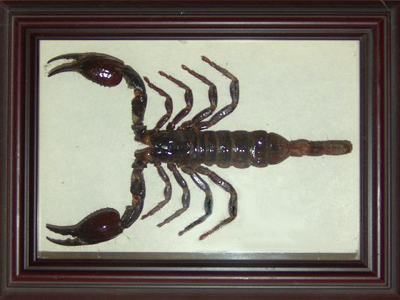 Indischer Waldskorpion