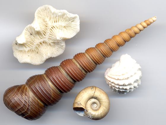 Turm - oder Schraubenschnecke