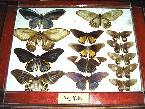 bürgerliche Schmetterlingssammlung